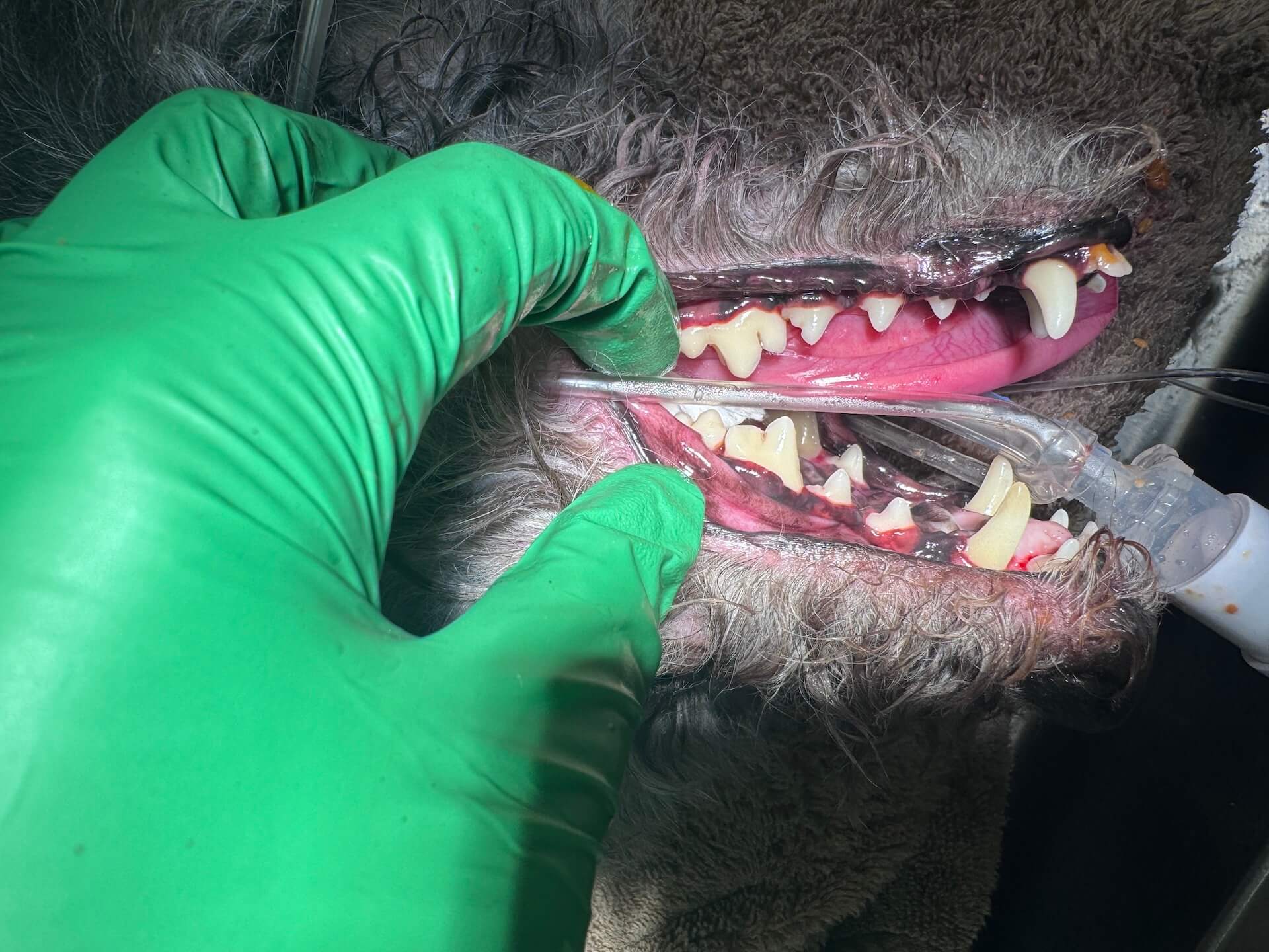 Pet Dental Care After