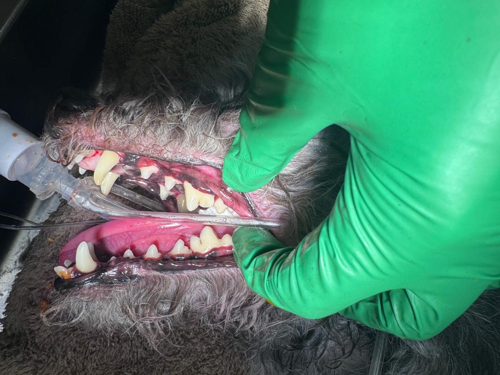 Pet Dental Care After