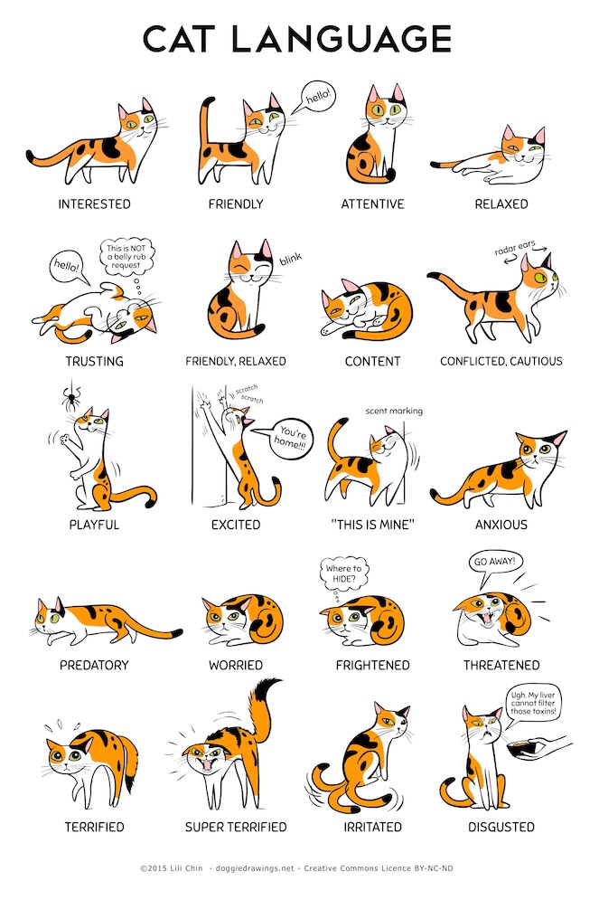 Cat Language