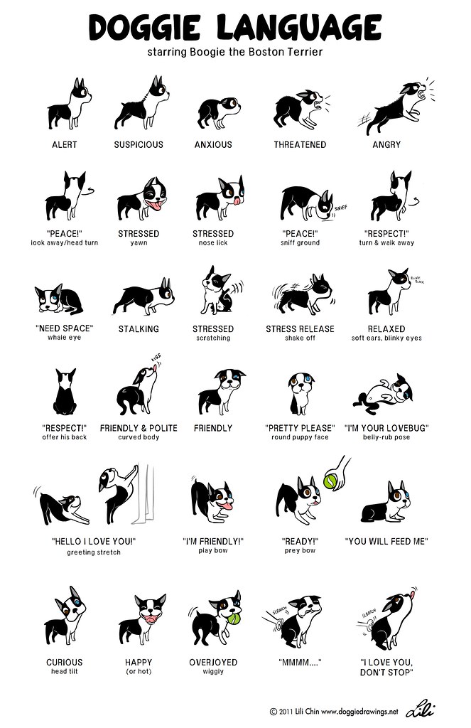 Dog Language