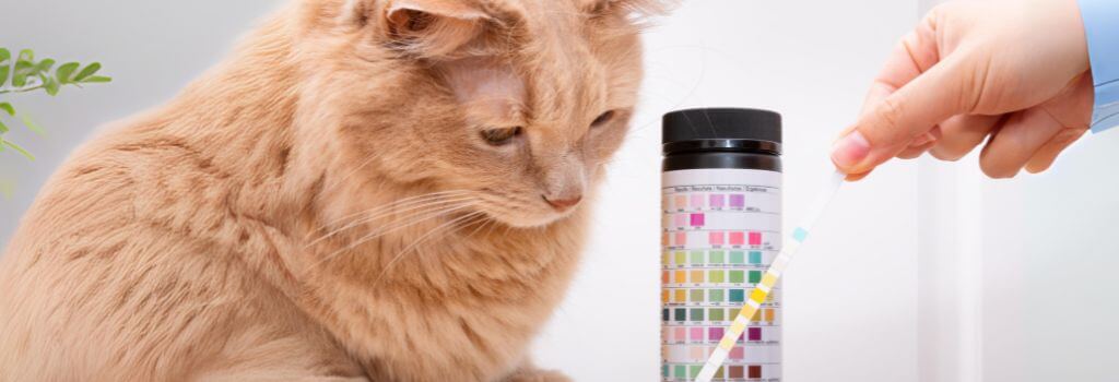 Cat Blood tests in Saskatoon
