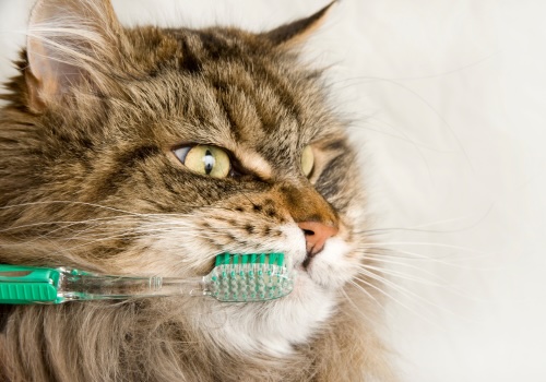 Cat Dental Care in Saskatoon