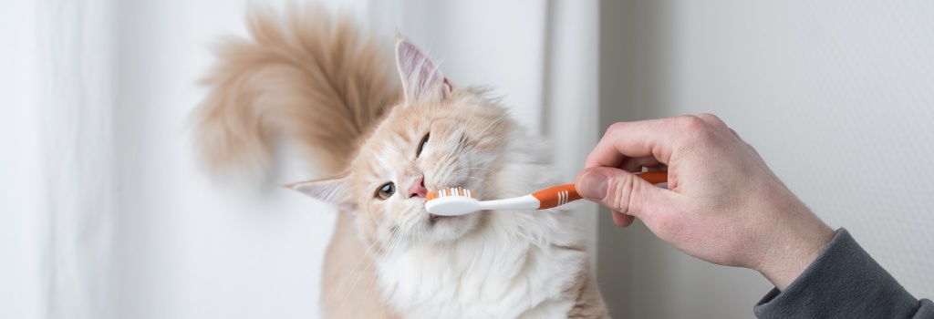 Cat Dentistry in Saskatoon
