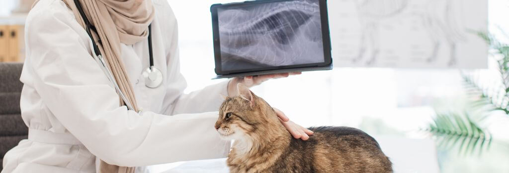 Cat Diagnostics in Saskatoon