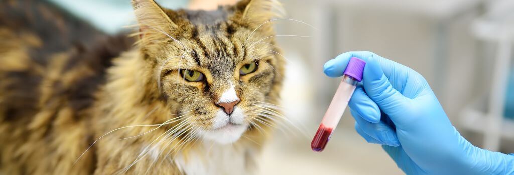 Cat Lab Work in Saskatoon