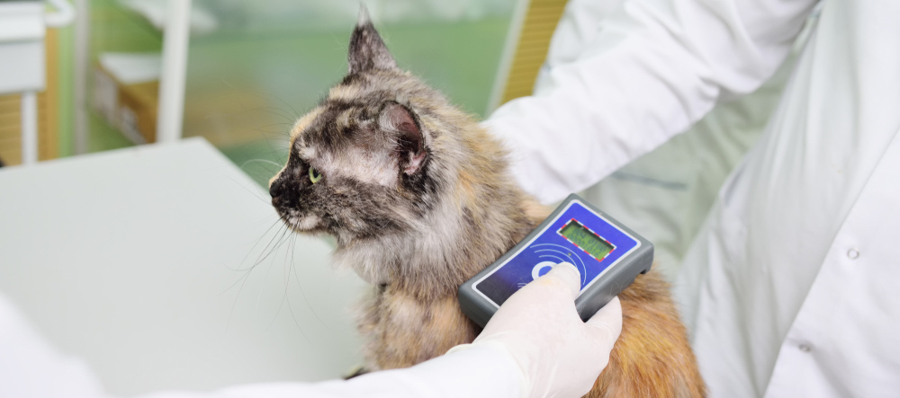Cat Microchip Scan in Saskatoon
