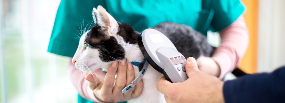 Cat Microchip Services in Saskatoon