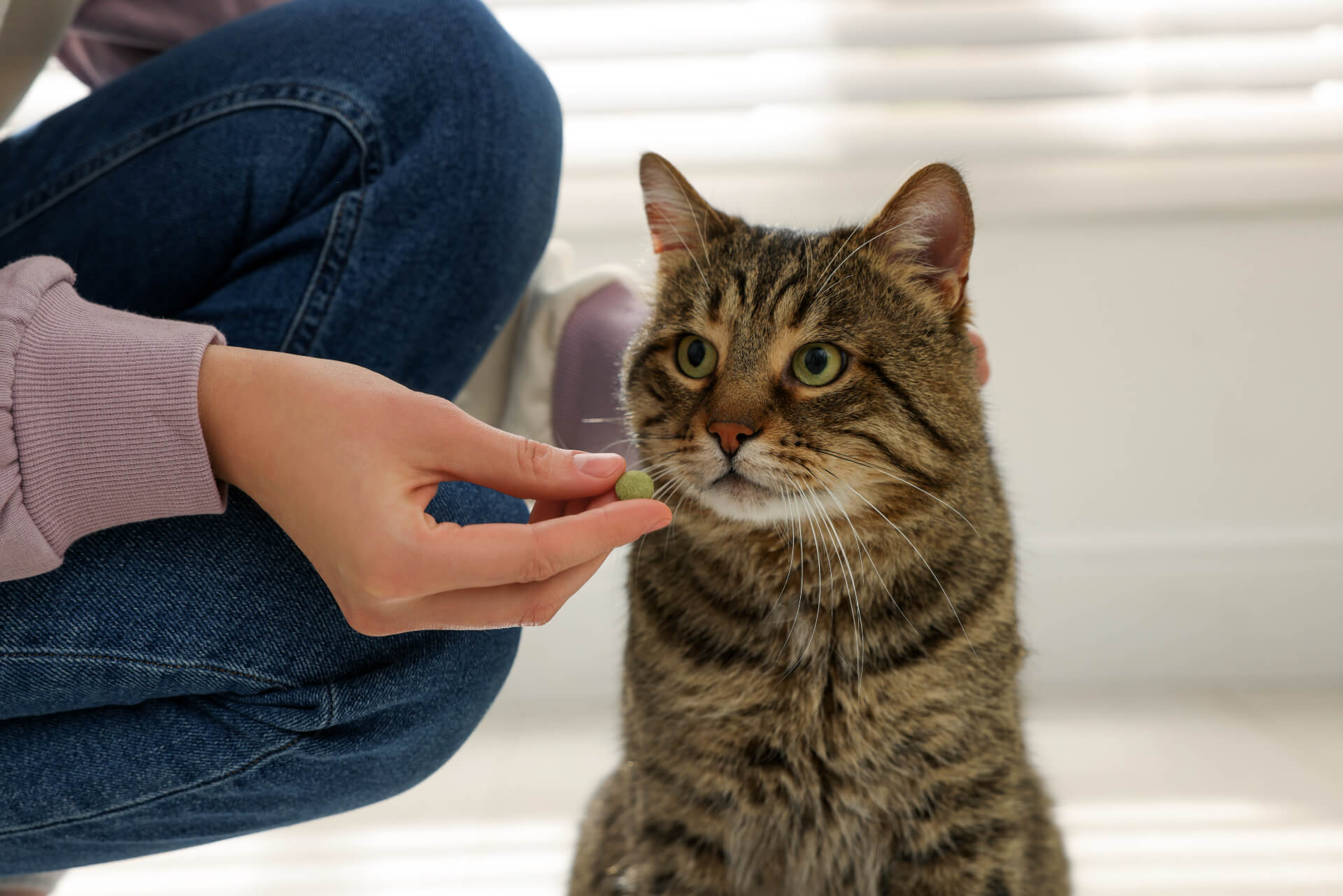 Tabby cat being offered a medication tablet by hand, representing pet pharmacy services in Saskatoon