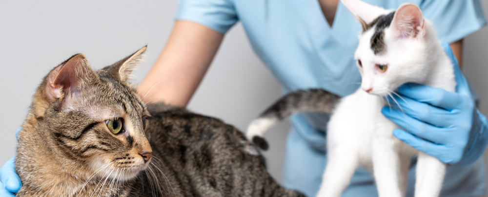 Cat Vaccine Schedule in Saskatoon