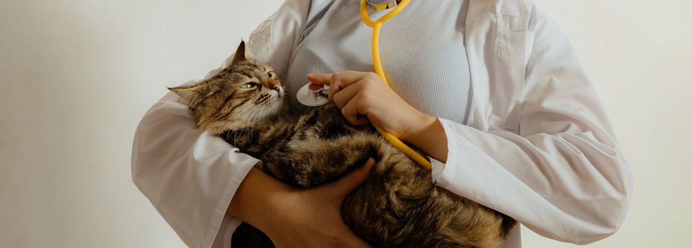 Cat Veterinary Exam in Saskatoon