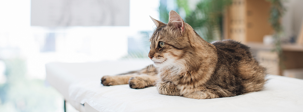 Cat Wellness Checkups in Saskatoon