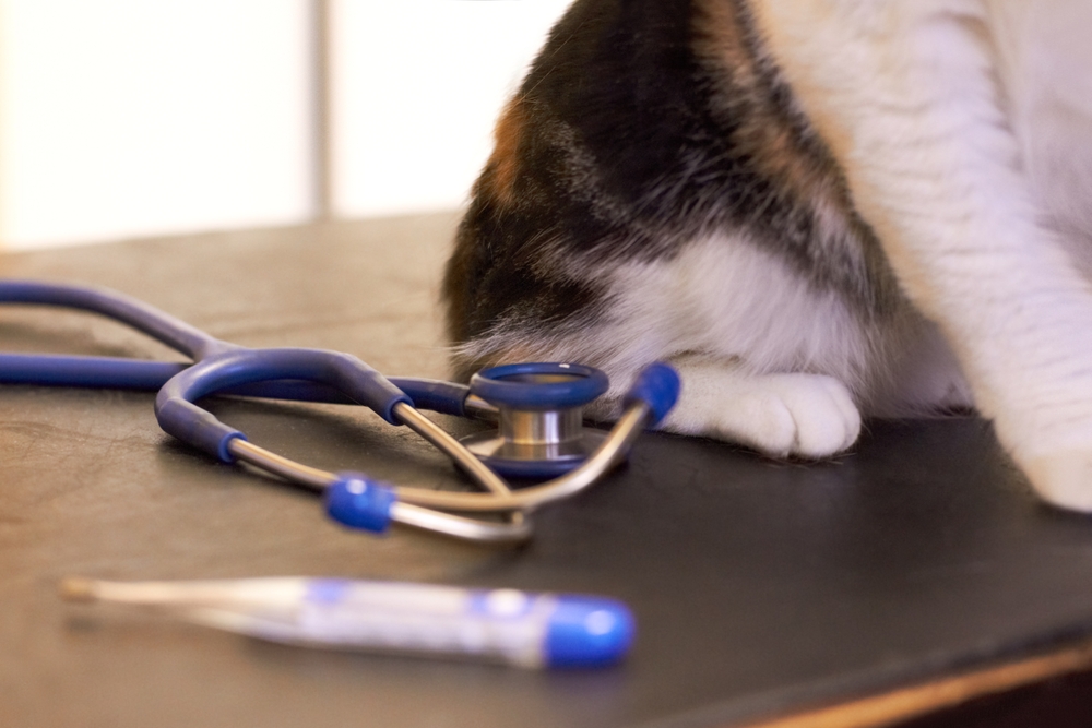 Cat Wellness Exam in Saskatoon