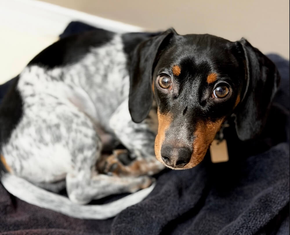 A dachshund curled up on a soft blanket looking up, representing veterinary appointment care in Saskatoon