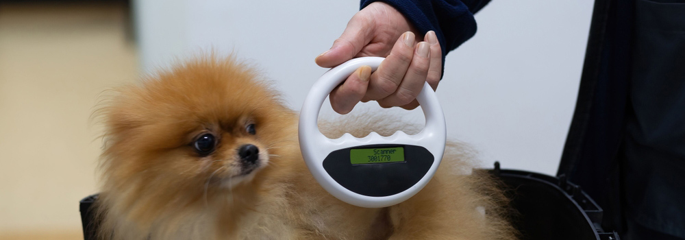 Dog Microchip in Saskatoon