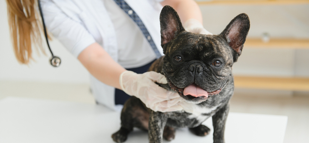 Dog Vaccinations in Saskatoon