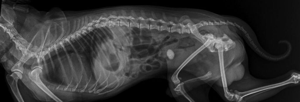 Dog Xrays in Saskatoon