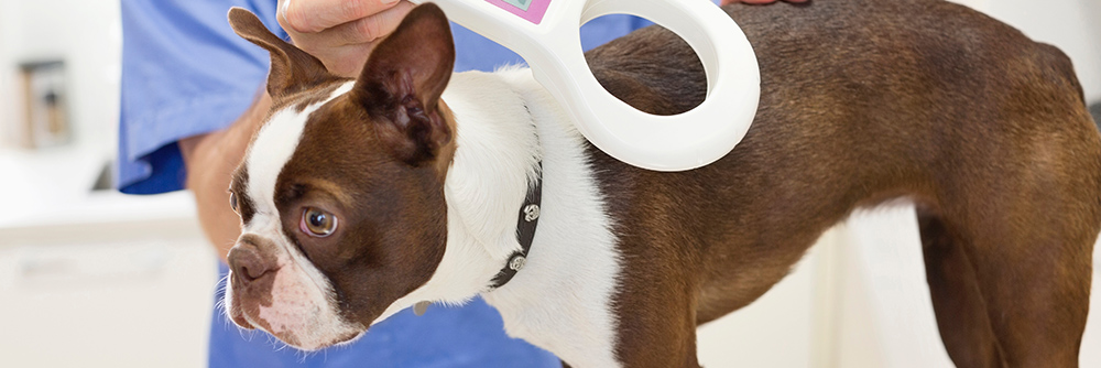 Microchipping in Saskatoon