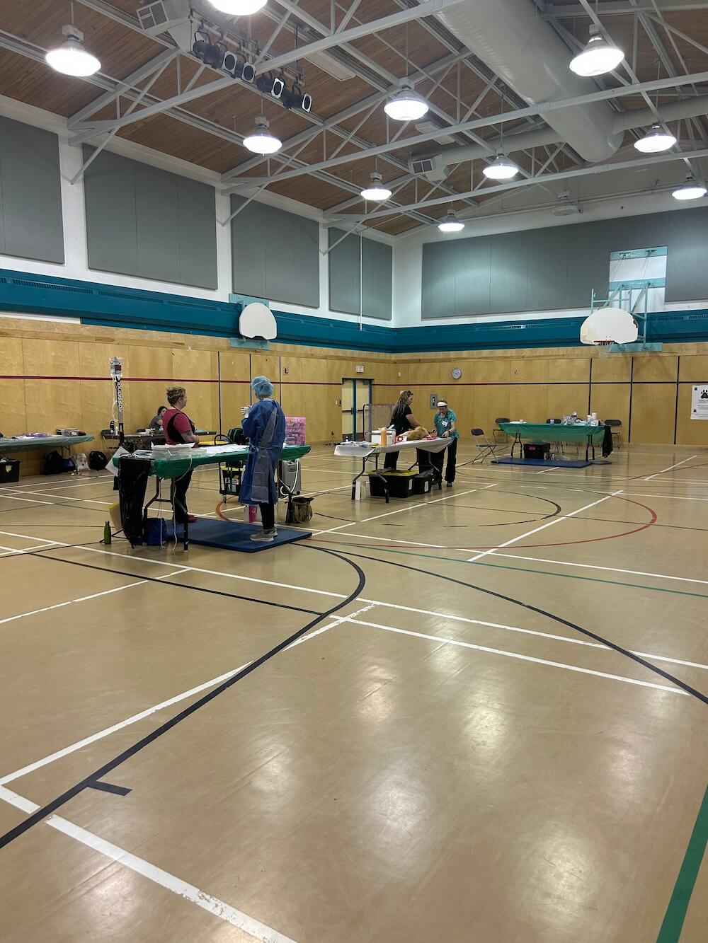 Veterinary team performing spay and neuter procedures in a community gymnasium during an outreach event in Saskatoon
