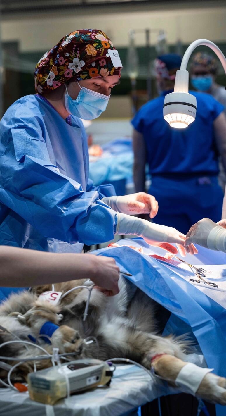 Veterinarian performing a spay or neuter surgery on a dog under a surgical light during a community outreach event in Saskatoon