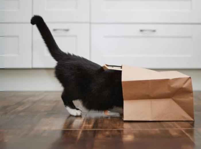 Common Cat Behavior Problems and How Your Vet Can Help
