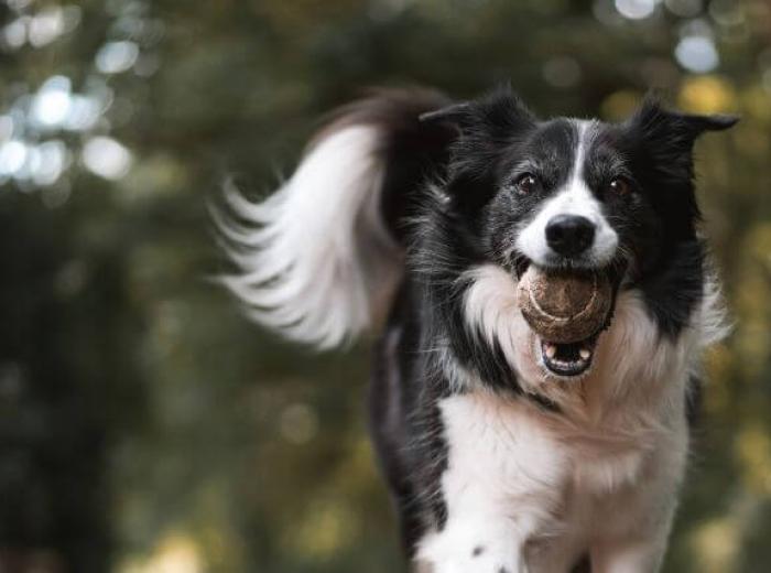 Understanding Dog Emotions