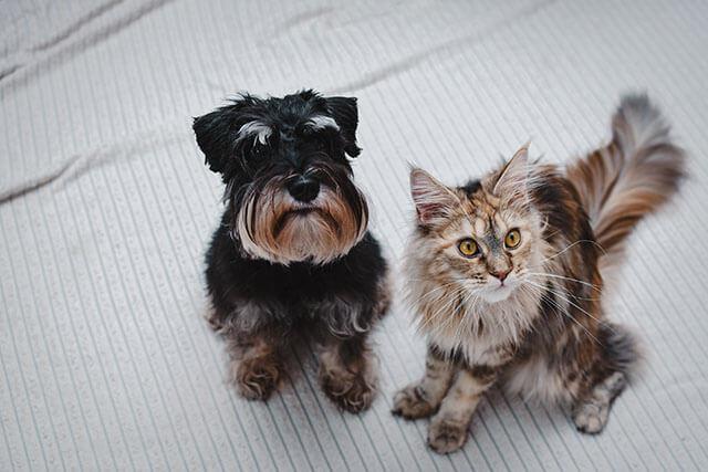 Low-Stress Handling for Every Pet
