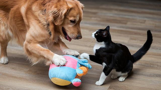Happy Visits for Anxious Pets