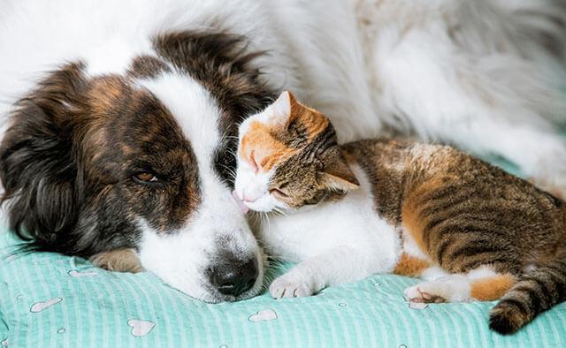 Compassionate, Spectrum-of-Care